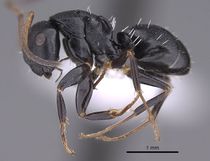 Camponotus tafo casent0763608 p 1 high.jpg