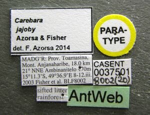 Carebara jajoby casent0037501 l.jpg