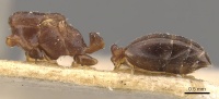 Monomorium santschii casent0908779 p 1 high.jpg