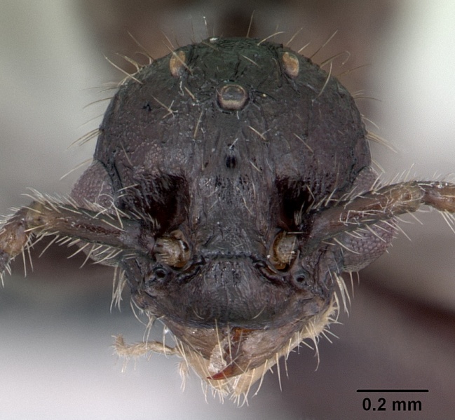 File:Myrmica schencki casent0172721 head 1.jpg