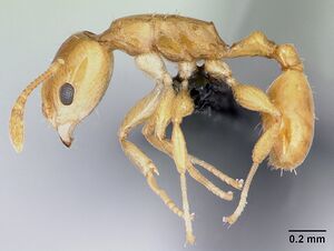 Nesomyrmex madecassus casent0132521 profile 1.jpg