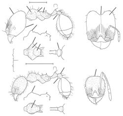 Pheidole tristops Wilson 2003.jpg