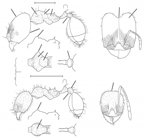 Pheidole tristops Wilson 2003.jpg