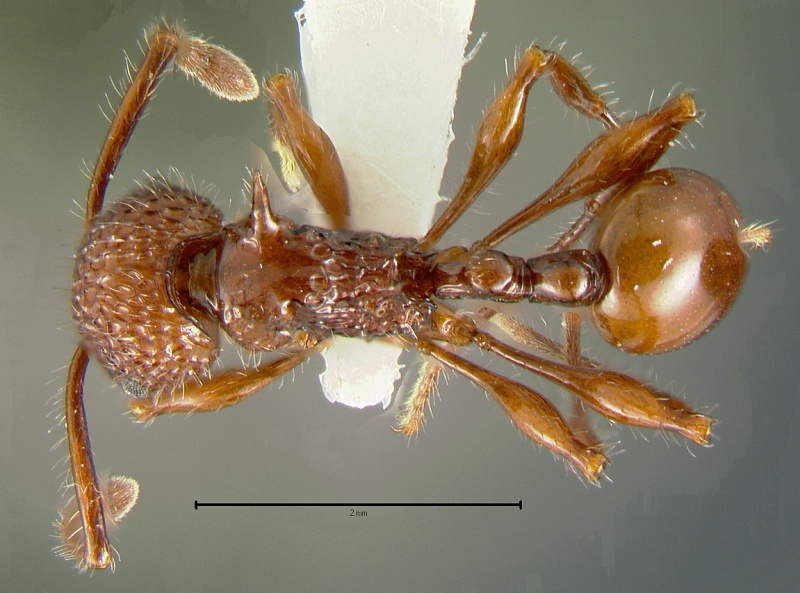 File:Pristomyrmex-bicolorD2.5x.jpg