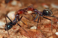 Shattuck C27752, Iridomyrmex purpureus territorial display, near Bungendore, NSW-web.jpg