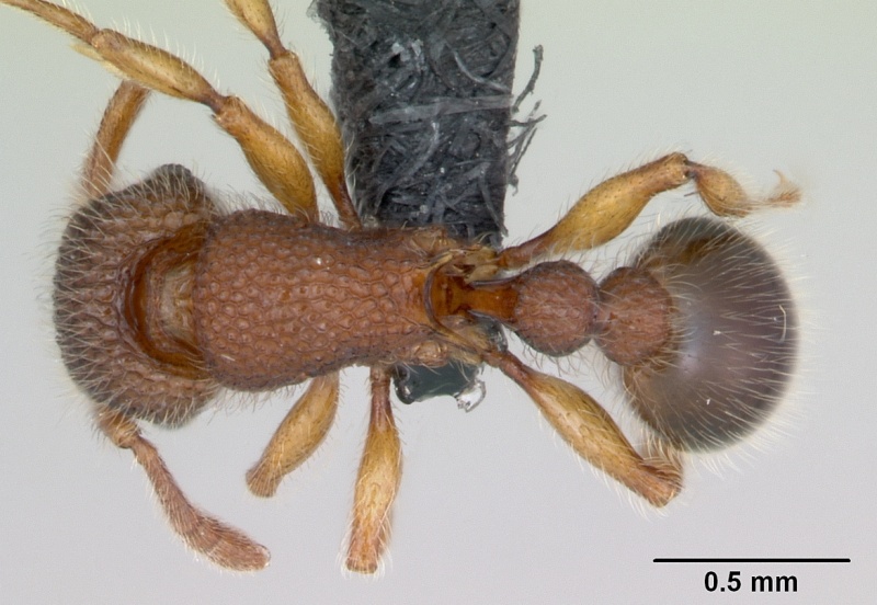 File:Tetramorium lanuginosum casent0125328 dorsal 1.jpg