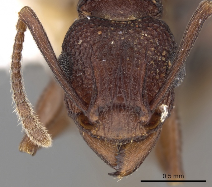 File:Tetramorium longicorne casent0217213 h 1 high.jpg