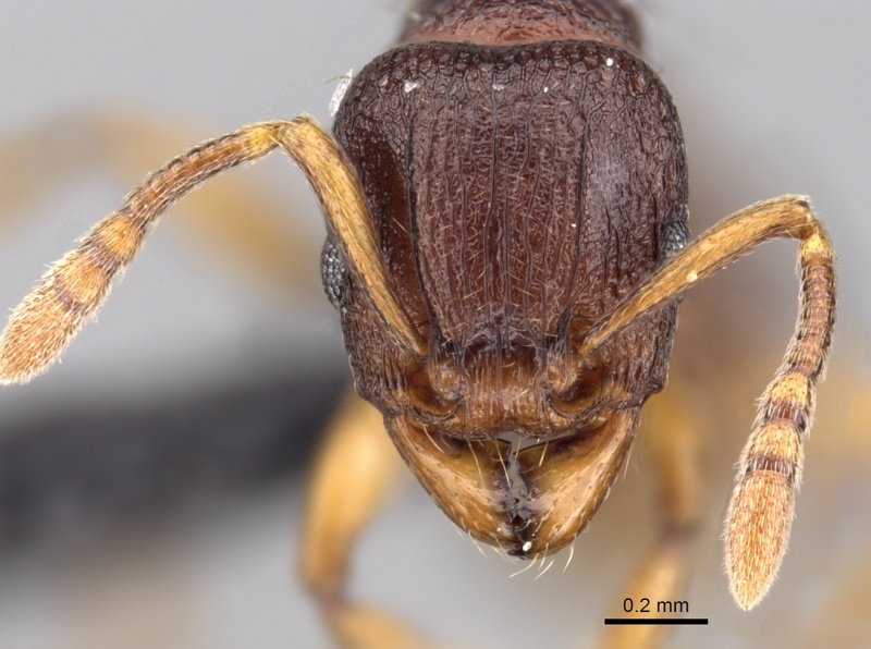 File:Tetramorium myrmidon casent0028635 h 1 high.jpg