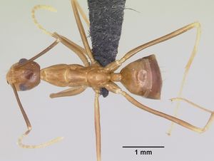 Anoplolepis gracilipes - AntWiki