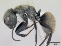 Camponotus arboreus casent0173393 profile 1.jpg