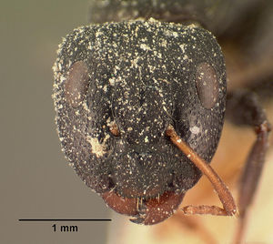 Camponotus grandidieri comorensis casent0101124 head 1.jpg