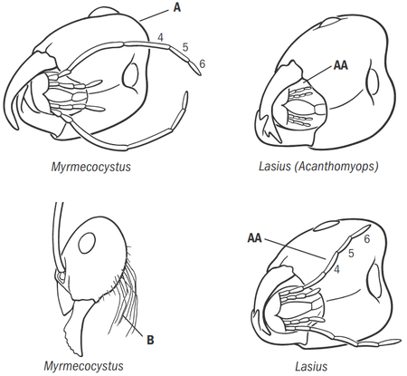 Fisher & Cover 2007, Key Fig. 9.png