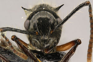 MCZ Polyrhachis furcata hef4.jpg