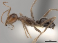 Myrmecocystus intonsus P casent0217726.jpg