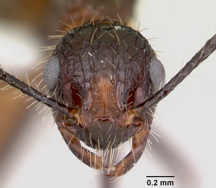 File:Myrmicaria exigua casent0403455 head 1.jpg