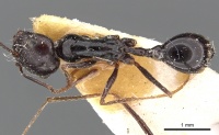 Ocymyrmex turneri casent0900393 d 1 high.jpg