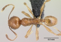 Pheidole loki casent0059114 d 1 high.jpg