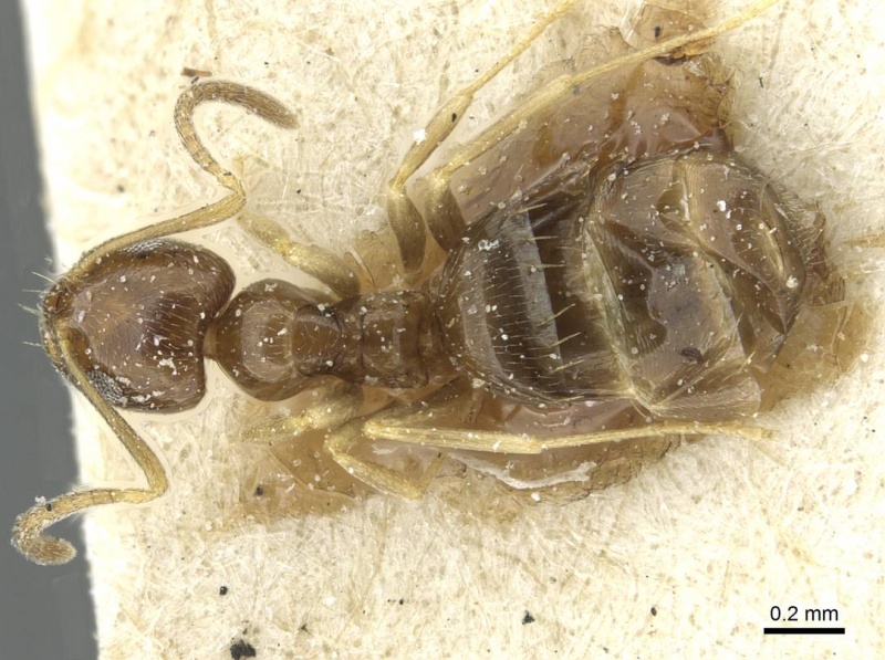 File:Plagiolepis ancyrensis casent0912415 d 1 high.jpg