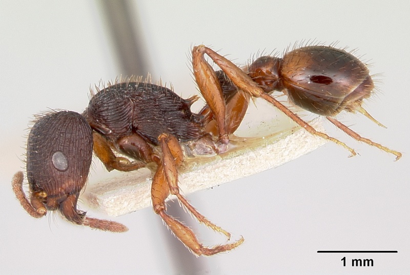 File:Pogonomyrmex saucius casent0103398 profile 1.jpg