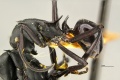 Polyrhachis-pressa-hal1 25.jpg