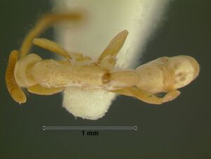 Probolomyrmex dammermaniHD6.3.jpg