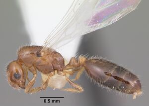 Solenopsis picta casent0104510 profile 1.jpg