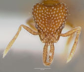 Strumigenys louisianae casent0003321 head 1.jpg