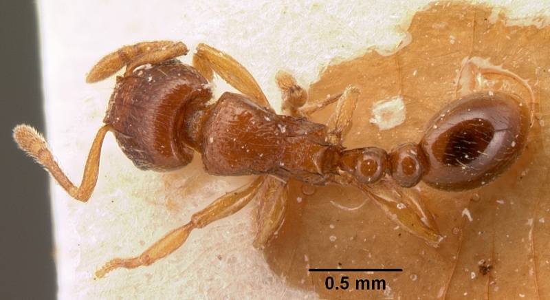 File:Tetramorium sikorae casent0101140 dorsal 1.jpg