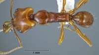 Anochetus avius holotype ANIC32-044213 top 32-AntWiki.jpg