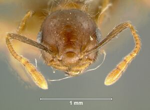 Crematogaster-semperiH6.3.jpg