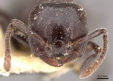 Crematogaster delagoensis casent0908517 h 1 high.jpg