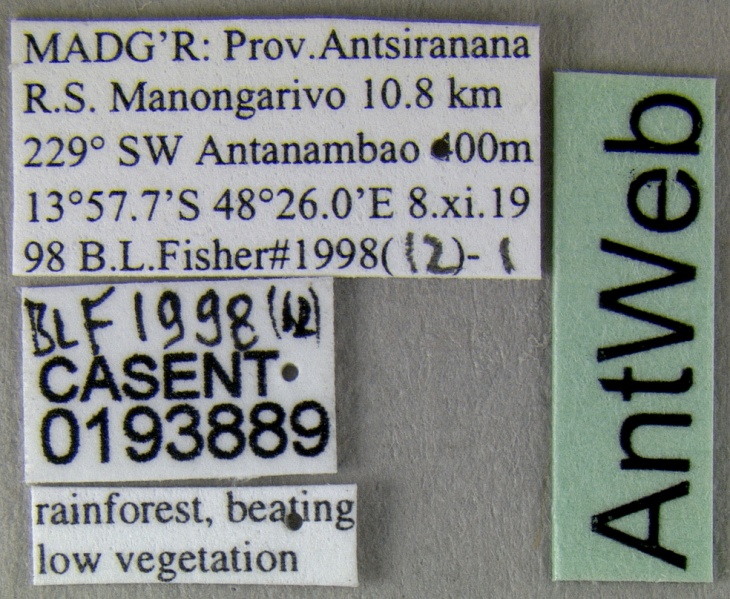 File:Crematogaster mpanjono casent0193889 l 1 high.jpg