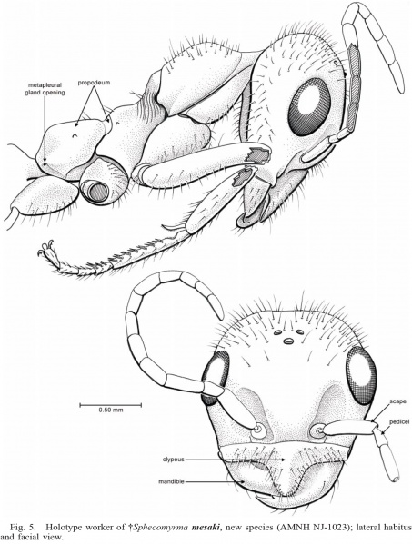 File:Engel & Grimaldi 2005-8Sphecomyrma-mesaki.jpg