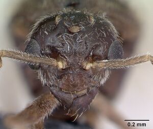 Lasius flavus casent0173169 head 1.jpg