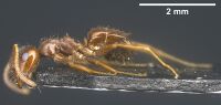 Lasius kabaki Holotype worker antweb1041444 p.jpg