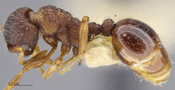 MCZ-ENT00674345 Myrmica tahoensis hal.jpg