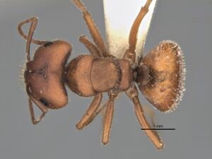 Melophorus fulvihirtus major top ANIC32-900178.jpg