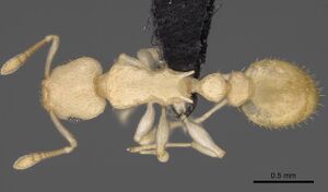 Nesomyrmex exiguus casent0077626 d 1 high.jpg