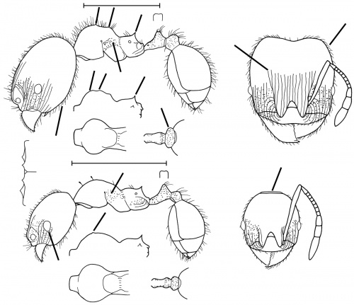 Pheidole dinophila - AntWiki