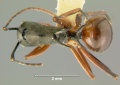 Polyrhachis-banghaasiD2.5x.jpg