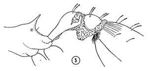 S ludia fig 5.jpg