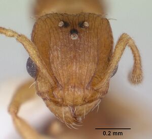 Tetramorium caldarium casent0173286 head 1.jpg