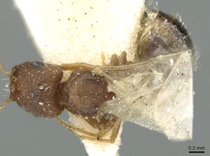 Tetramorium jizane casent0906331 d 1 high.jpg