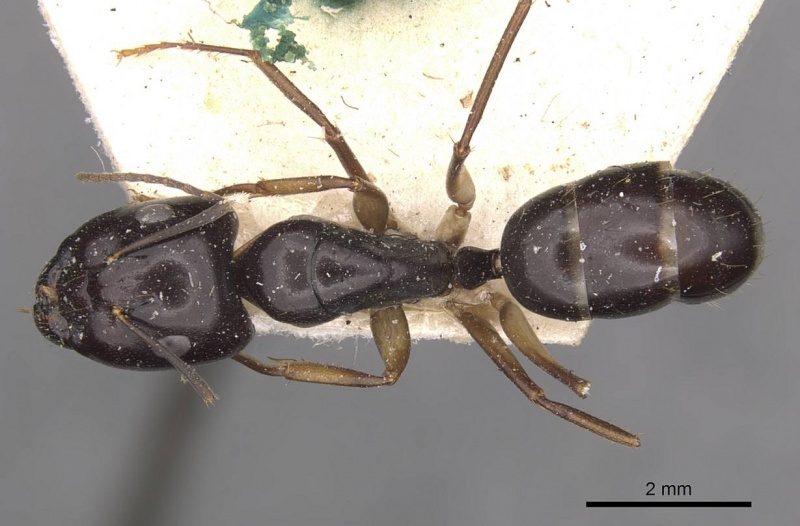 File:Camponotus adami casent0910361 d 1 high.jpg