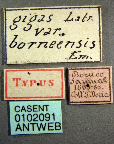 File:Camponotus gigas borneensis casent0102091 label 1.jpg