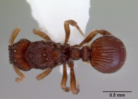 Dacetinops cibdelus casent0172448 dorsal 1.jpg