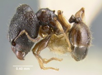 MCZ-ENT00020643 Pheidole sexpinosa subsp adamsoni hal.jpg