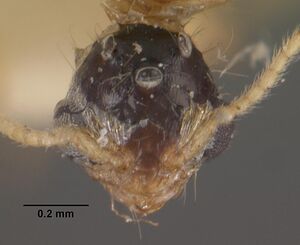 Machomyrma dispar casent0102460 head 1.jpg