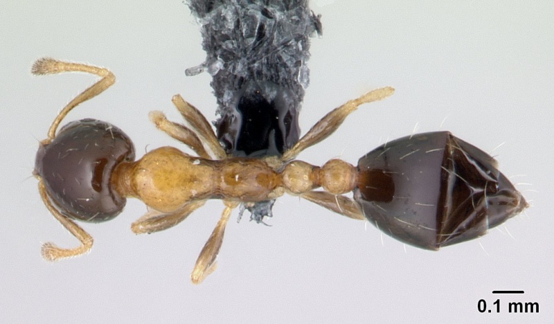 File:Monomorium floricola casent0178889 dorsal 1.jpg