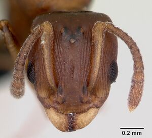 Nesomyrmex madecassus casent0487131 head 1.jpg